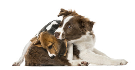 Puppies Border Collie friendship, isolated on white,15 weeks old