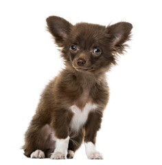Puppy Chihuahua sitting, 4 months old , isolated on white