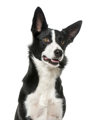 Border Collie looking away, isolated on white, 1 year old