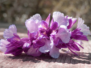 orchidea selvatica