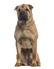Shar Pei sitting, isolated on white (3 years old)