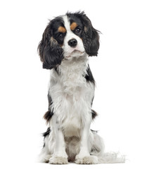 Cavalier King Charles Spaniel sitting, 10 months old , isolated