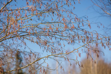 spring tree branch buds