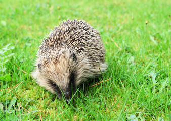 Hedgehog