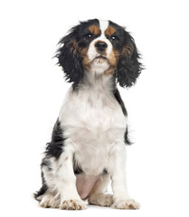 Cavalier King Charles Spaniel sitting , isolated on white