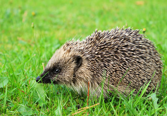 Hedgehog