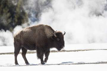 American bison in steam from erupting geysers, Yellowstone national Park.