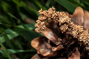 Pine cone macro close up
