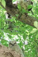 Two wild baby owls peeking through the leaves