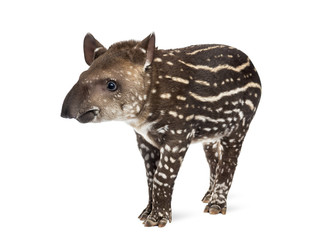 Young South american tapir, isolated on white, 41 days old