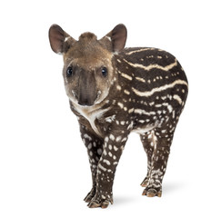 Young South american tapir, isolated on white, 41 days old