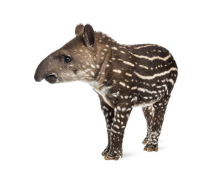 Young South american tapir, isolated on white, 41 days old
