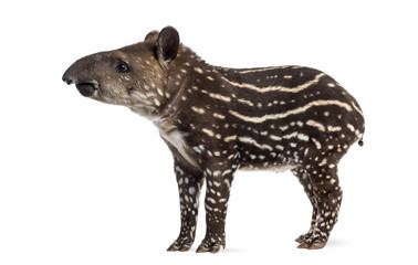 Side view of a young South american tapir, isolated on white, 41
