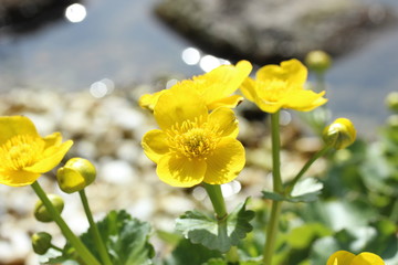 Sumpfdotterblume am Teich