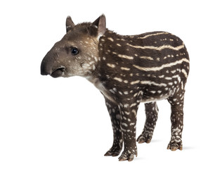 Young South american tapir, isolated on white, 41 days old