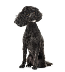 Poodle sitting, 3 years old , isolated on white