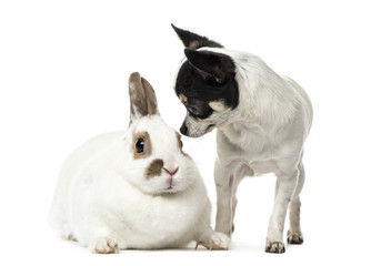 Chihuahua, 8 months old), and a rabbit, isolated on white