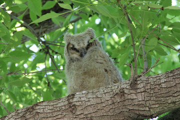 A wild baby owl peeking through the leaves