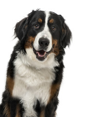 Close-up of a Bernese Mountain Dog, 1 year old , isolated on white
