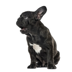 Puppy Black French bulldog sitting and looking away , isolated o