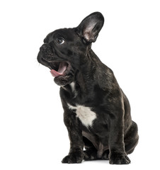 Puppy Black French bulldog sitting and looking away , isolated o