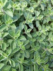 marjoram