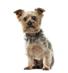 Yorkshire Terrier sitting, 6 years old , isolated on white