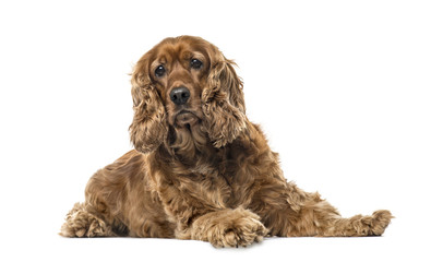 English Cocker Spaniel lying, 6 years old , isolated on white