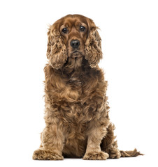 English Cocker Spaniel sitting, 6 years old , isolated on white