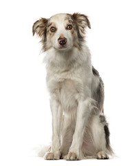 Border Collie sitting, 3,5 years old , isolated on white