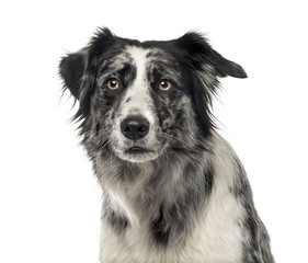 Close-up of a black and white Border Collie, 5 years old , isolated on white