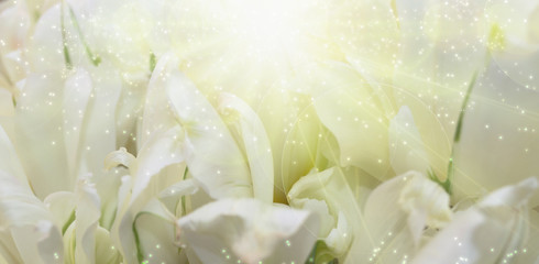 beautiful white tulips background with sparkles and sun rays celebration horizontal banner 