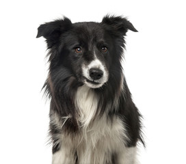 Close-up of a sardonic Border Collie , isolated on white