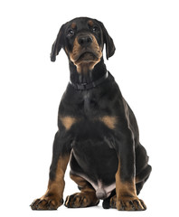 Obraz premium Puppy Doberman Pinscher sitting, 7 weeks old , isolated on white