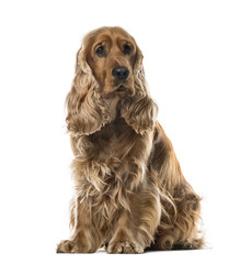 English Cocker Spaniel sitting, 2 years old , isolated on white