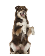 Australian Shepherd on hind legs, 6 years old , isolated on whit