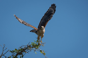 Red-shoulderd Hawk