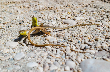 Lizards making sex on the beach in summer
