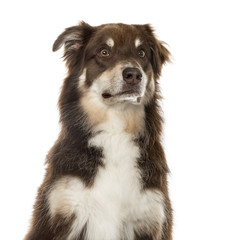 Close-up of an Australian Shepherd sitting and looking away, 6 years old, isolated on white