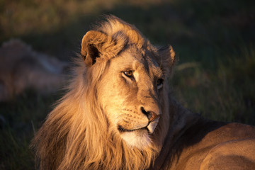 Young male lion int the sunset light