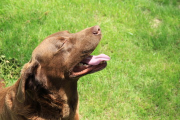 A happy chocolate lab basking in the sun