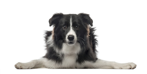 Border Collie lying looking at the camera and spreading paws, is