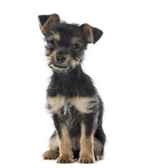 Mixed breed dog sitting, 3 months old , isolated on white