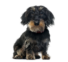  Daschung sitting, 1 year old, isolated on white