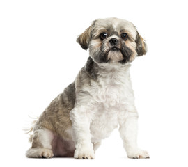 Lhasa Apso sitting, 4 years old, isolated on white