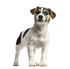 Puppy Jack Russell Terrier standing, 4 months old, isolated on w
