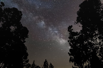 Milky Way through trees, Tenerife
