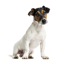 Puppy Jack Russell Terrier sitting, 6 months old, isolated on wh