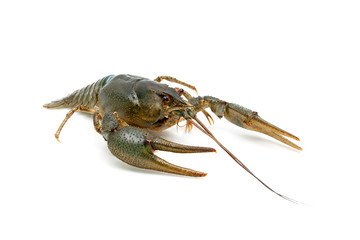 Live crayfish isolated on white background.