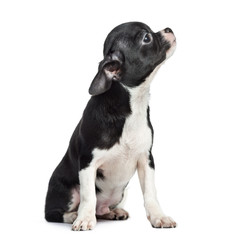 Chihuahua sitting and looking up, 5 months old, isolated on white